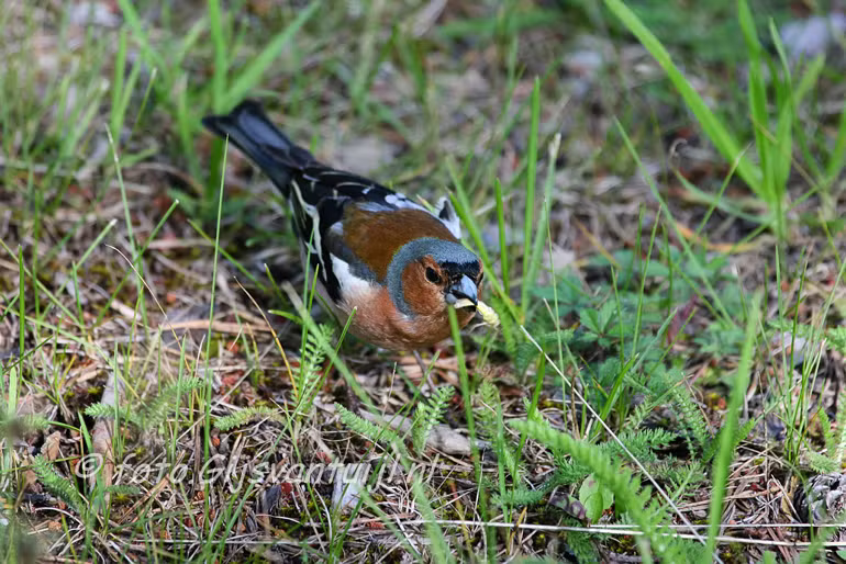 Vink Lo